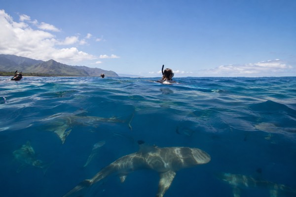 Cageless Swim With Sharks, Oahu