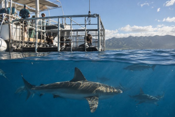Shark Cage Off North Shore, Oahu