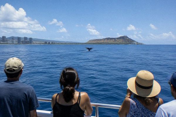 Whale Watch, Sighting Guarantee, Oahu