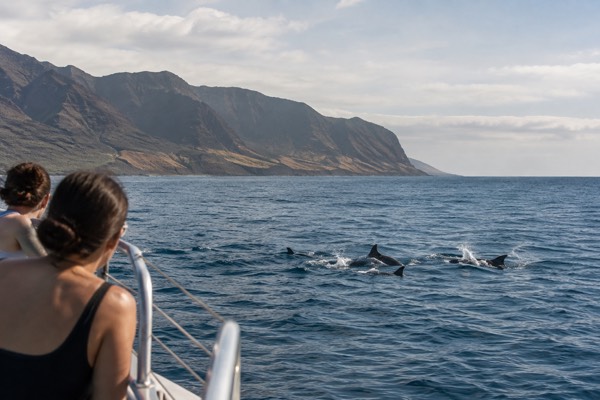 Wild Dolphins On The West Side, Oahu