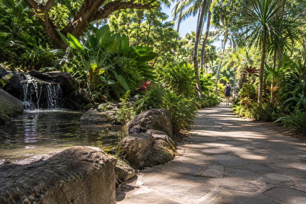 A quiet botanical garden path on Oahu with tall green tropical foliage and filtered morning light.