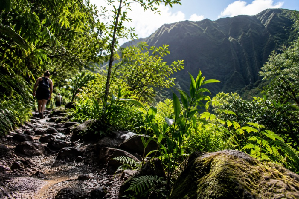 Sunlight breaking through rainforest canopy on a green valley trail on the windward side of Oahu