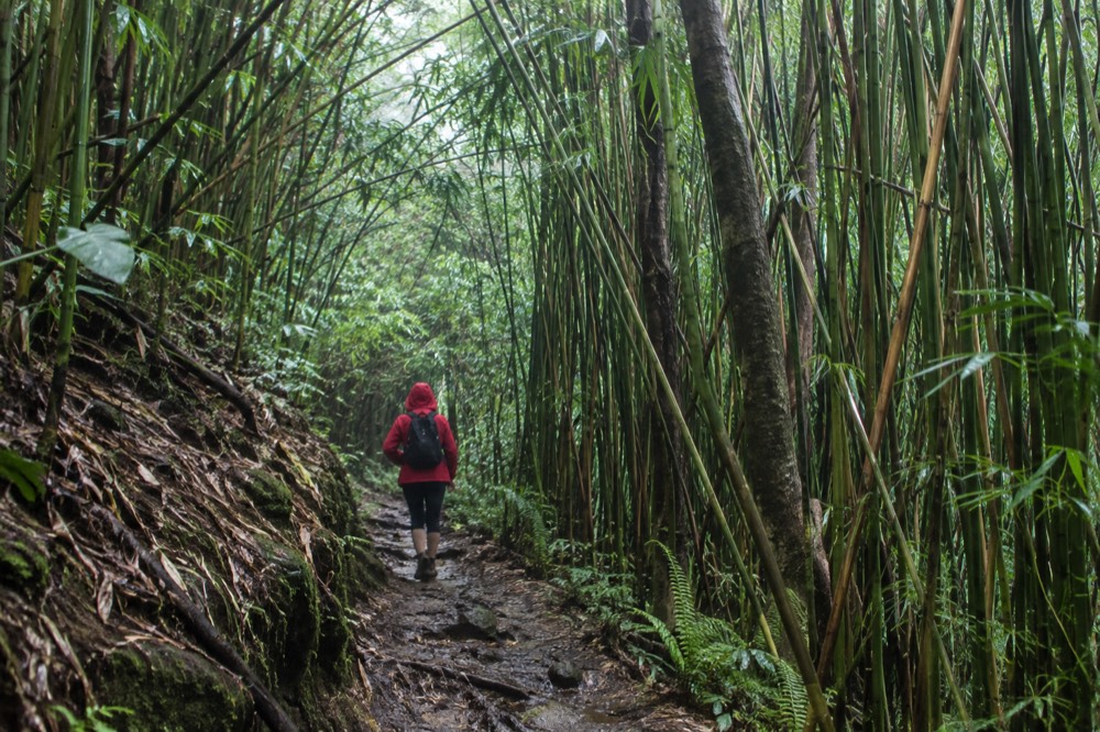 A hiker in a red rain jacket walking a muddy jungle trail between tall bamboo stalks