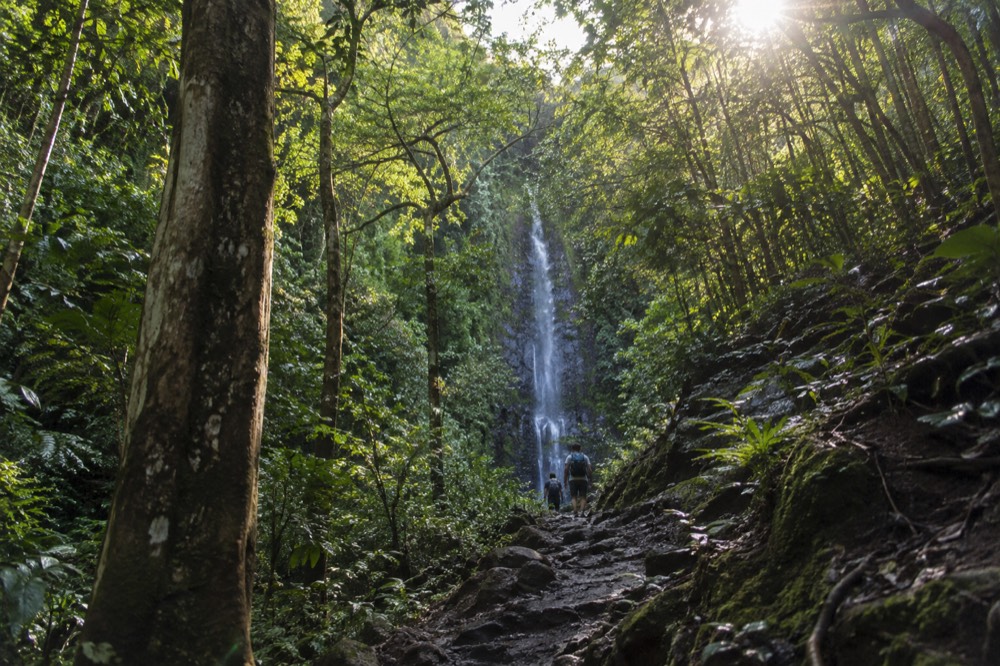 A rainforest trail on Oahu winding through tall trees toward a narrow waterfall