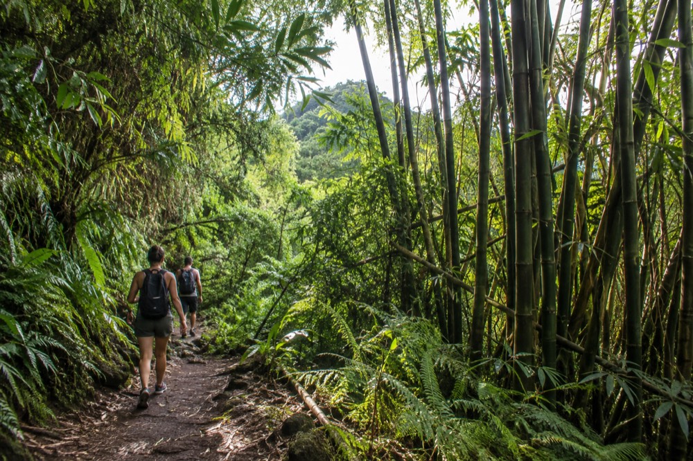 Hikers on a shaded rainforest path with tall bamboo and ferns on Oahu