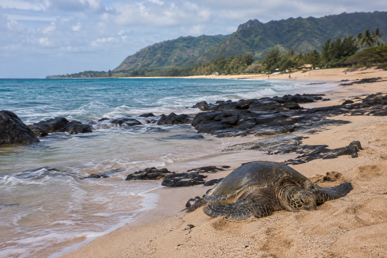 A calm North Shore coastline with turquoise water meeting a wide sandy beach and green hills behind it