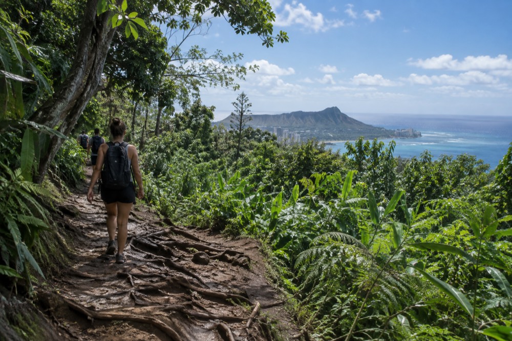 A muddy rainforest trail with exposed tree roots winding through dense green vegetation