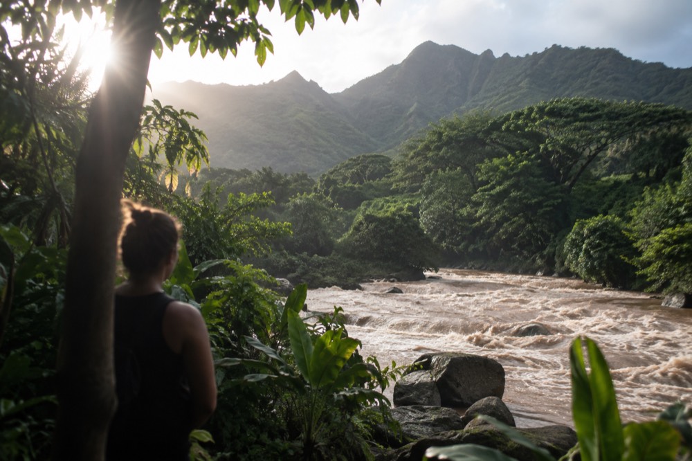 A rain swollen freshwater stream running brown through a green Oahu valley after heavy rain