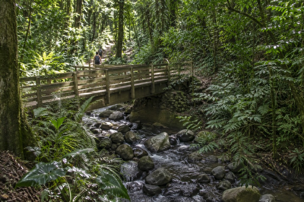 A jungle trail with a wooden footbridge crossing a rocky stream under a dense green canopy