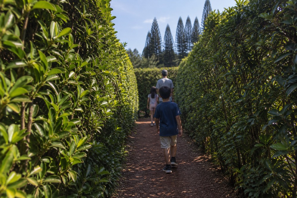 A family walking between tall hedges of the pineapple garden maze on a sunny afternoon