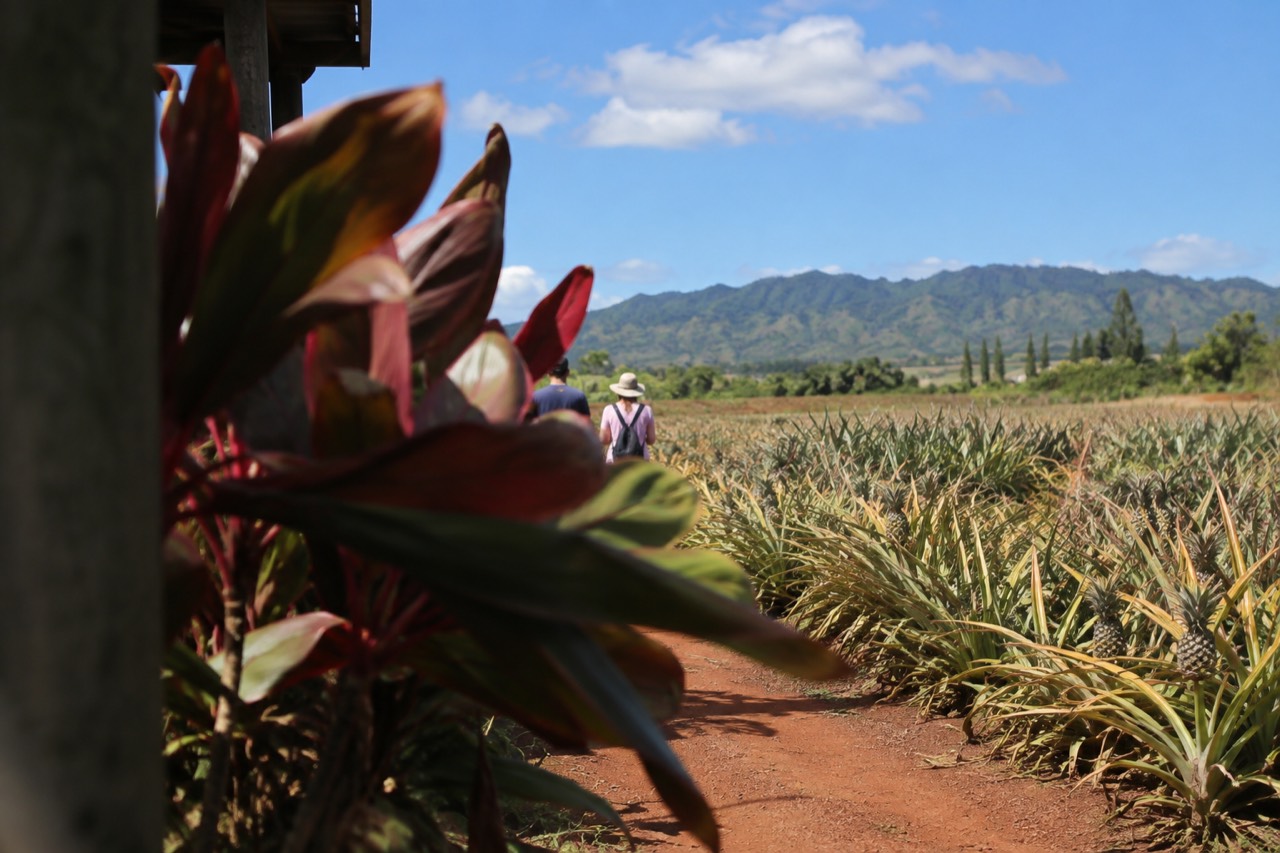 Rows of pineapple plants stretching across a central Oahu field under a blue sky