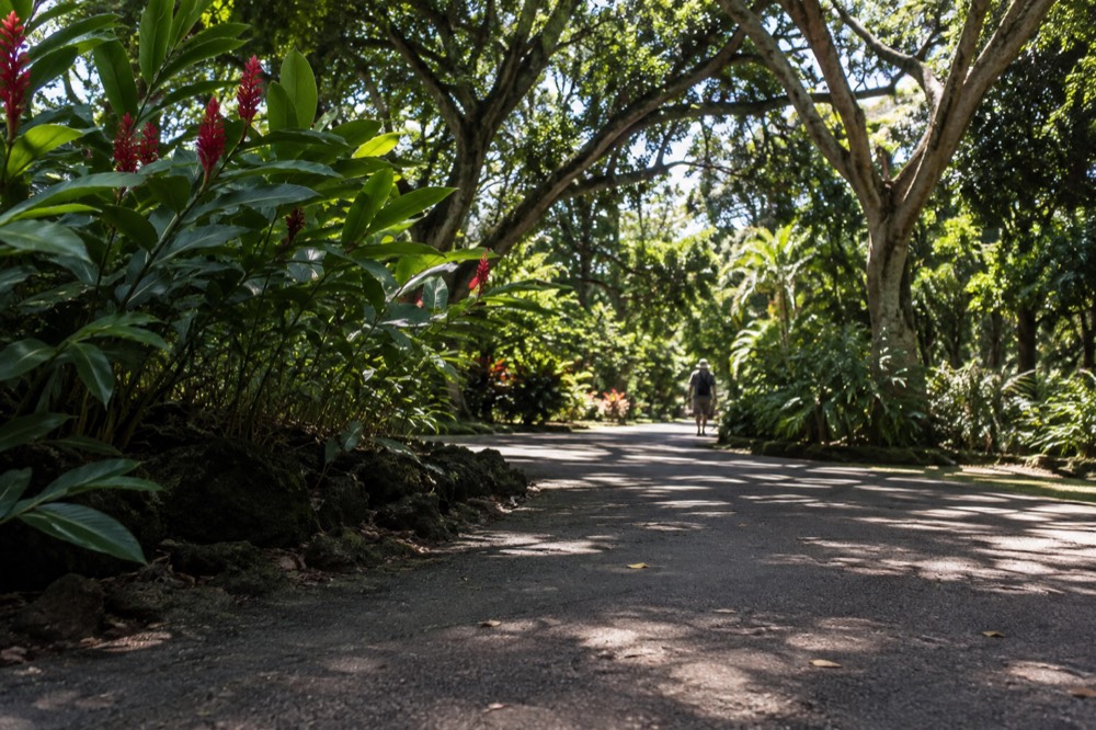 Wide canopy trees shading a paved path through a tropical botanical garden in Honolulu