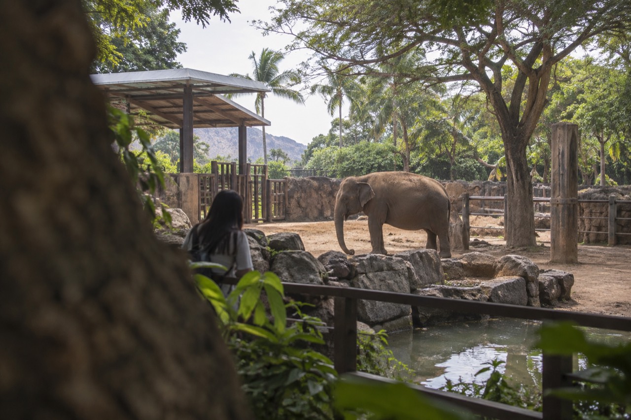 Shaded pathways and animal enclosures inside the Honolulu Zoo on a bright day in Waikīkī