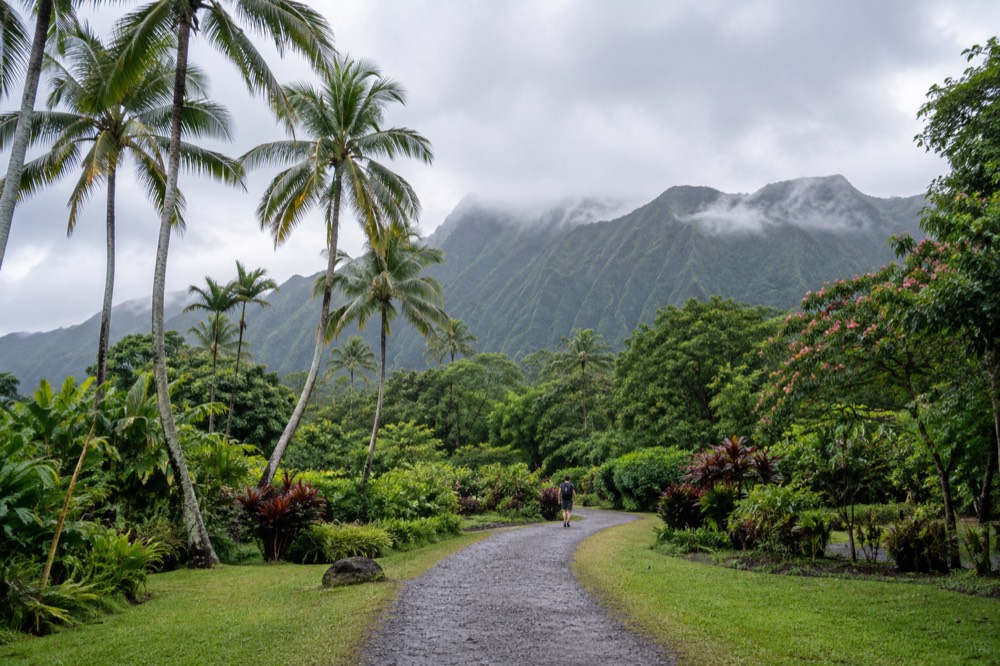 A quiet gravel path curving beneath tall coconut palms and flowering trees, with mist hanging on the green mountain ridges in the distance.