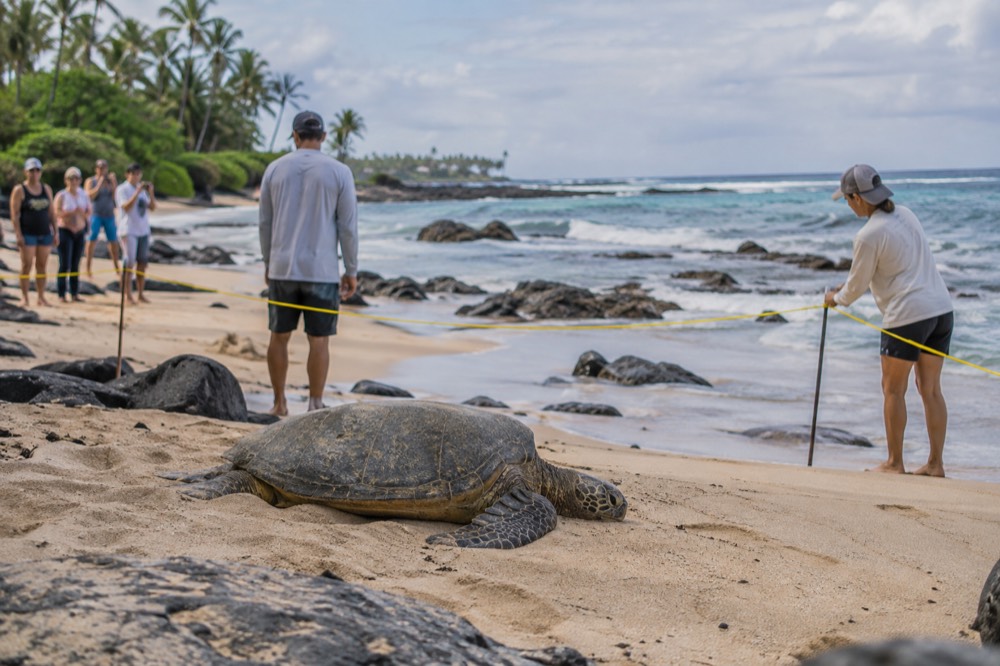 Volunteers placing a rope barrier around a resting sea turtle while visitors watch from a respectful distance