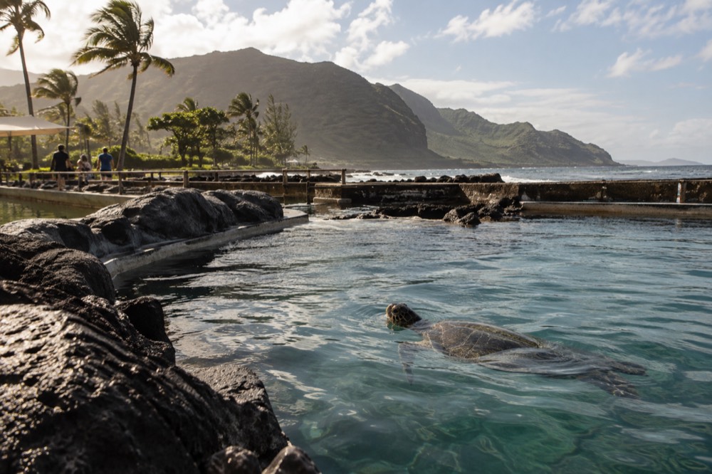 A rocky shoreline with wind-blown palms and an open-air marine exhibit