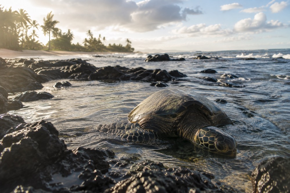 A green sea turtle resting near a lava rock reef in clear shallow water on the North Shore