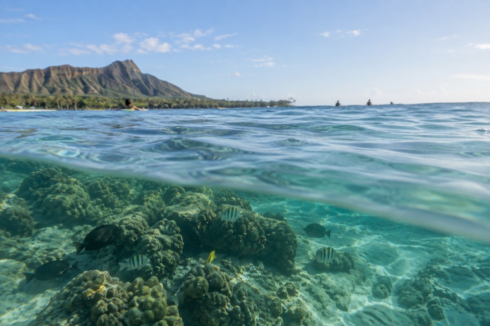 A calm coral reef in clear turquoise water seen from just above the surface, with fish visible near the coral