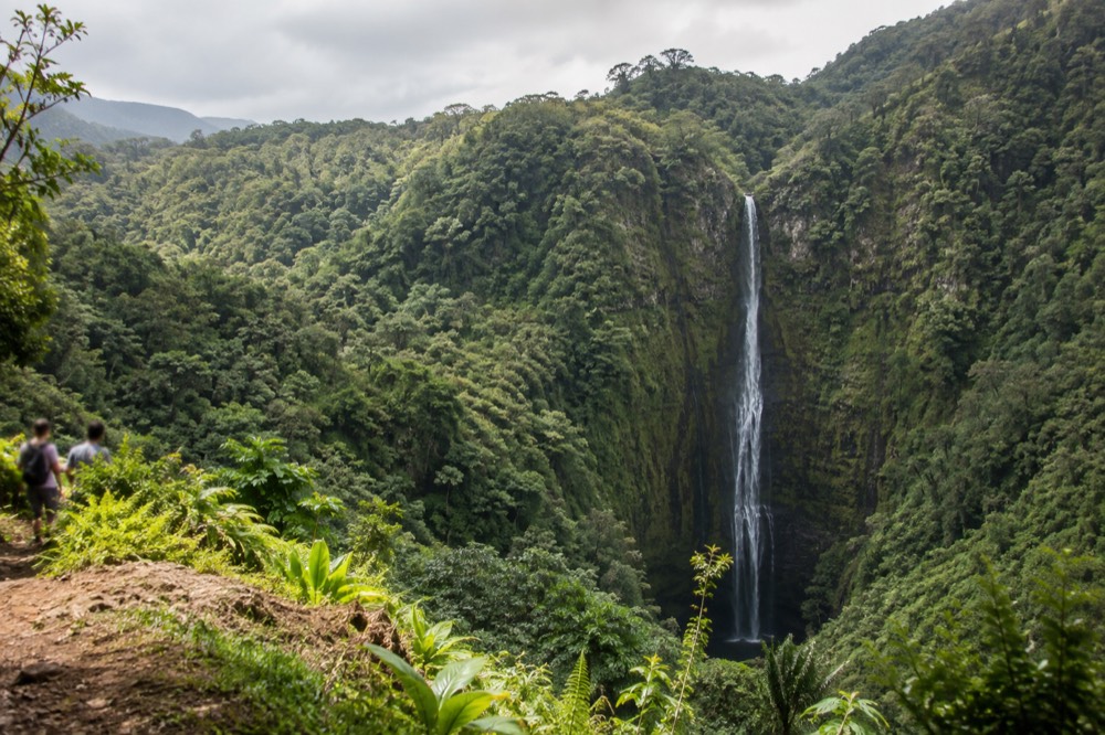 A tall thin waterfall dropping through a dense green rainforest valley on Oahu