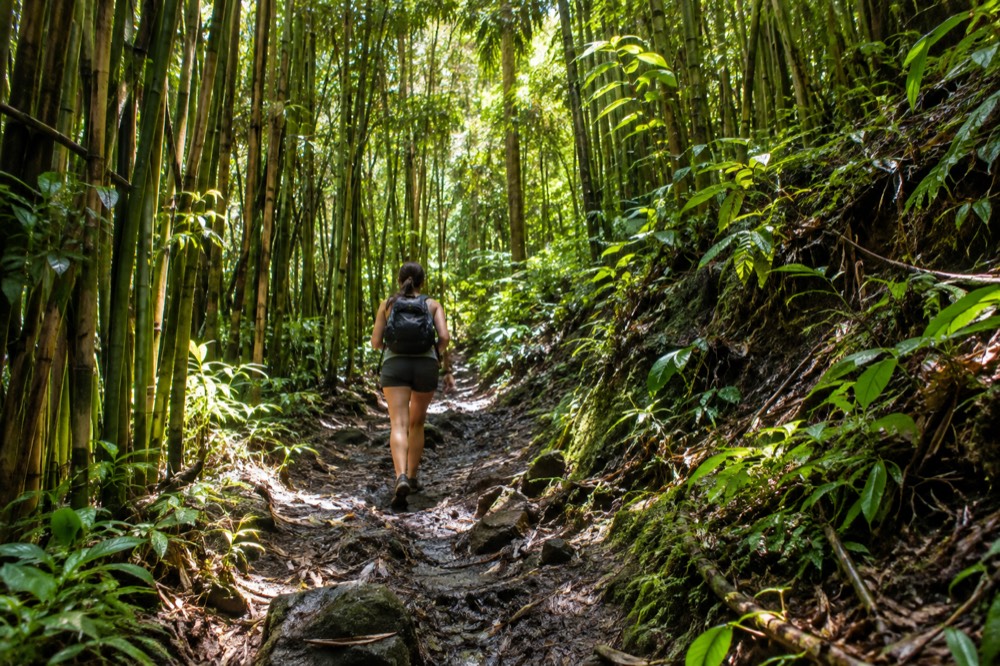Sunlight filtering through tall bamboo along a muddy rainforest trail on Oahu