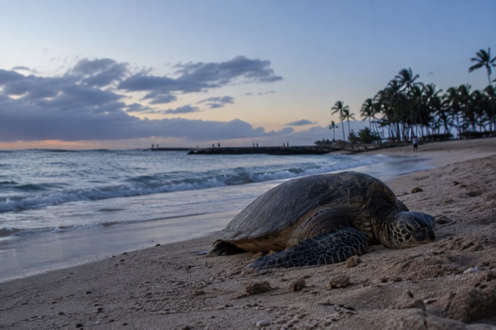A calm south shore beach in Honolulu with warning signs along the sand at sunrise