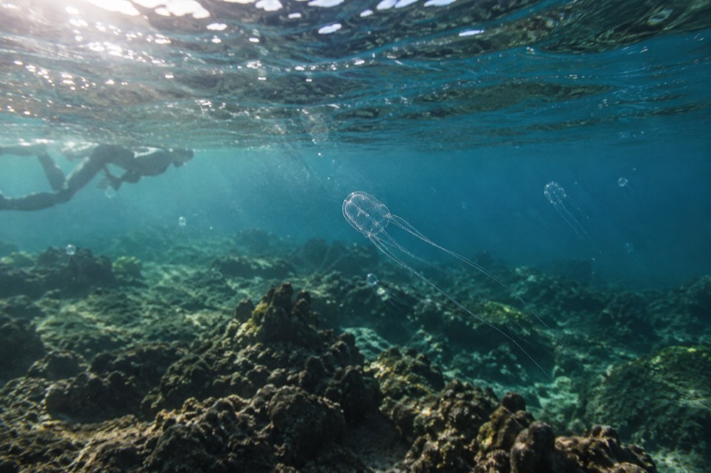 Small translucent box jellyfish drifting in clear blue water near a reef
