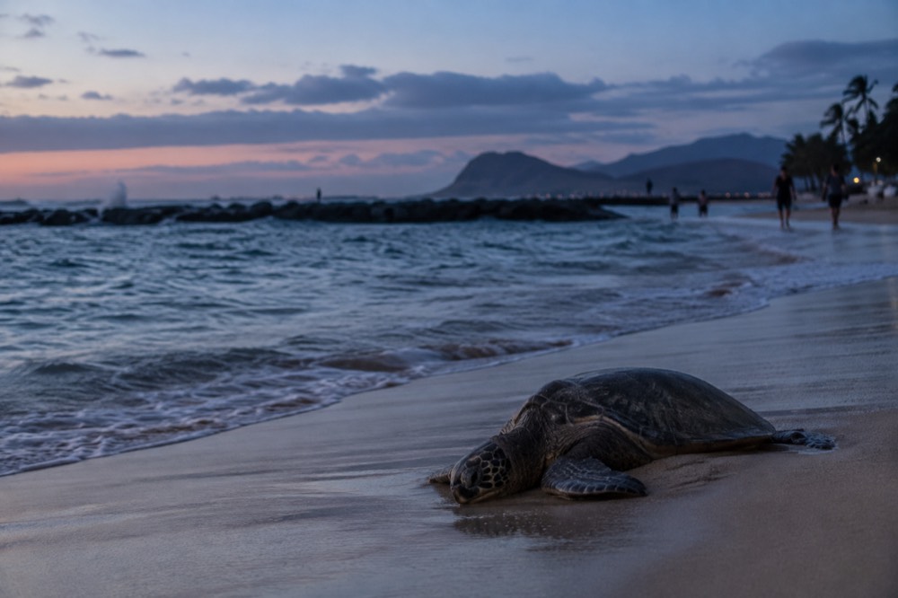 A green sea turtle resting on wet sand near the water line at an Oahu beach
