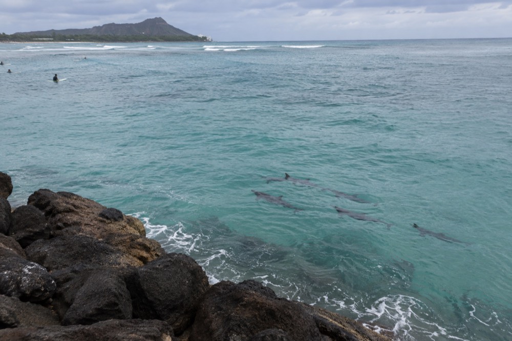A pod of dolphins just under the surface of clear turquoise ocean water
