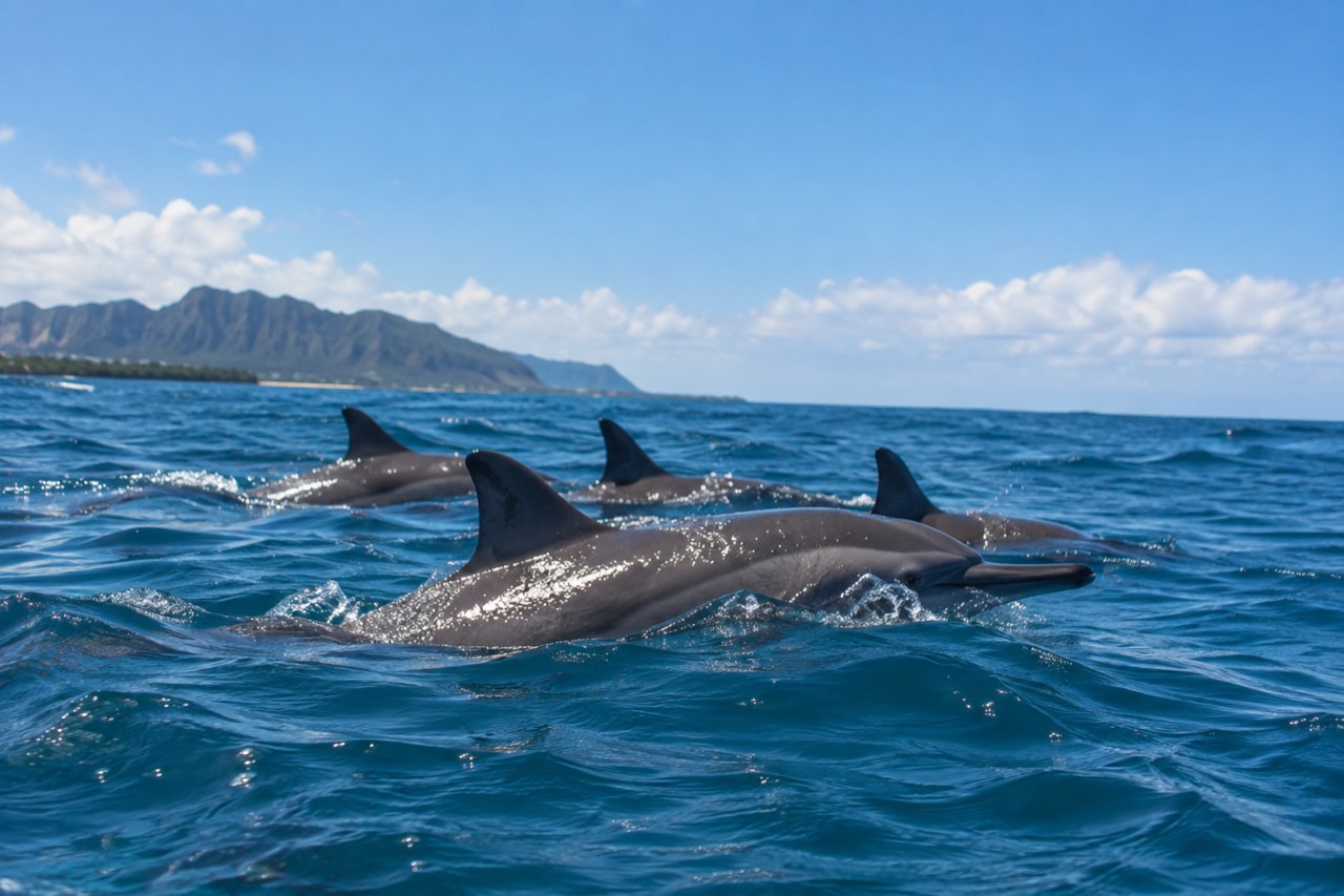 Spinner dolphins swimming near the surface in calm blue water off the west coast of Oahu