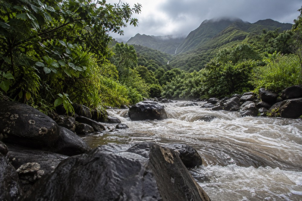 A rain swollen stream rushing through a green Oahu valley under grey clouds