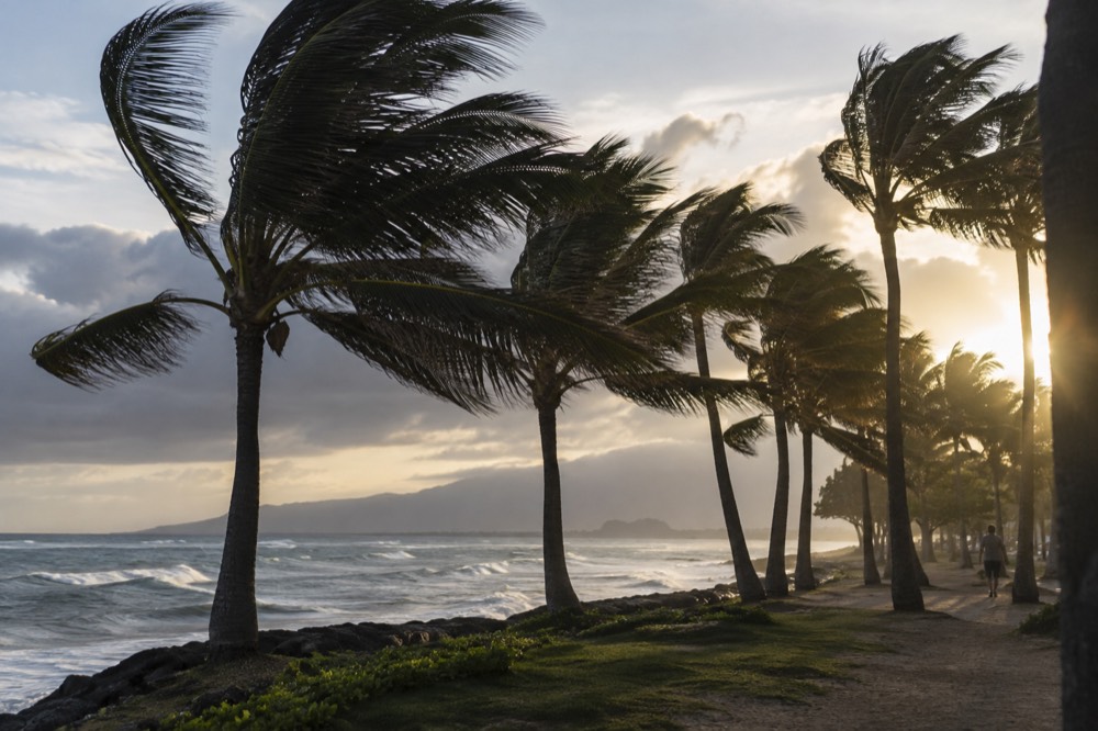 Palm trees along a windward Oahu shoreline bending under strong trade winds before a storm