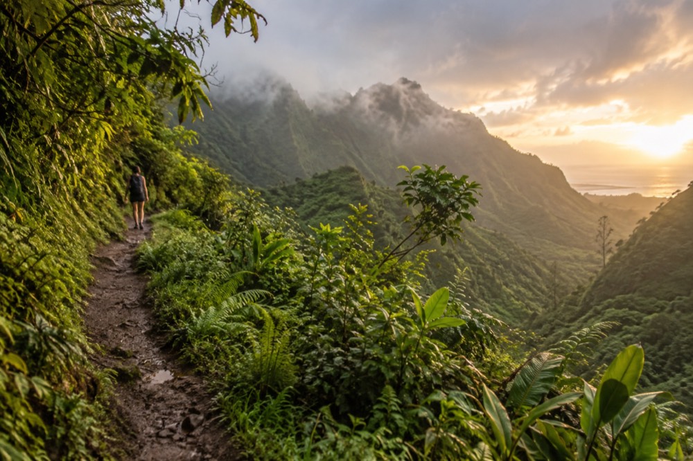 A narrow rain forest trail through dense green vegetation with mist hanging over the valley walls above