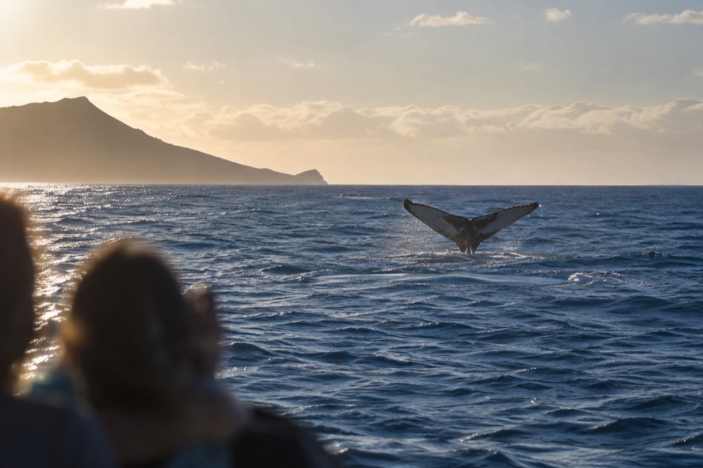 A humpback whale raising its tail fluke above the surface of blue ocean water near Oahu