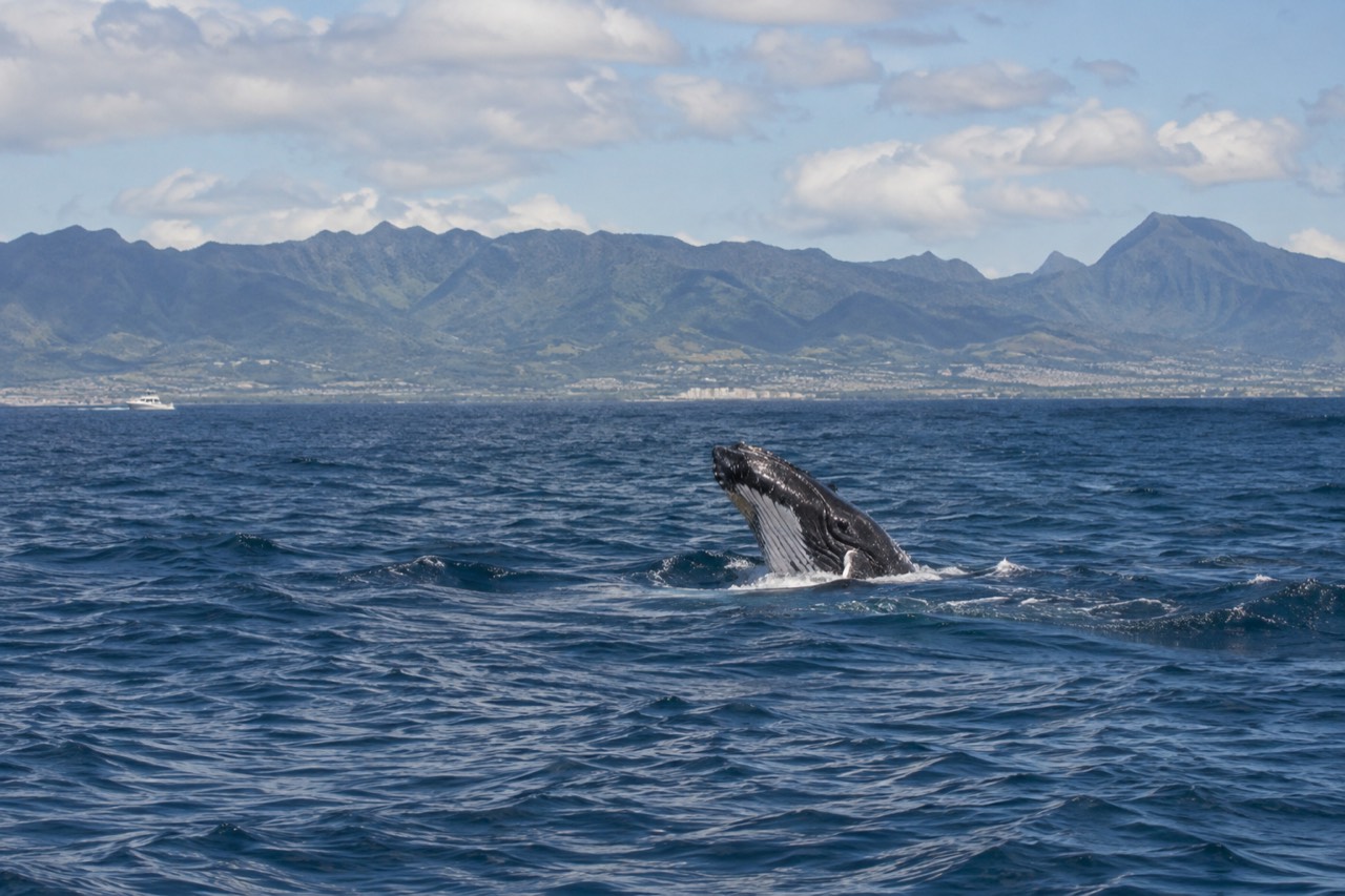 A humpback whale surfacing in open ocean off the coast of Oahu with distant mountains behind