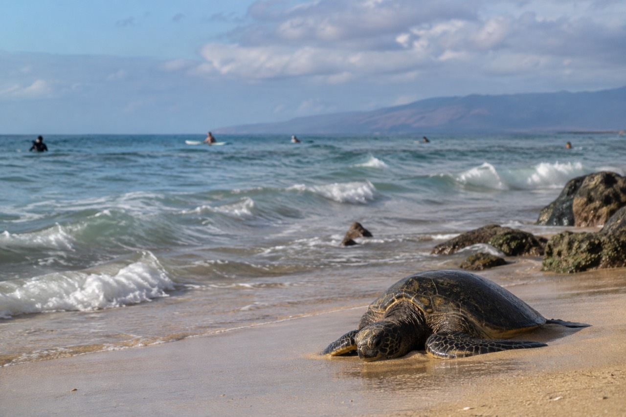 A calm morning at Waikiki Beach with gentle rolling waves approaching the shore