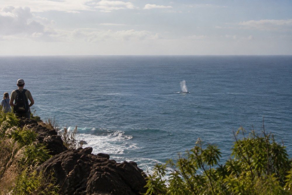 A whale spout rising over calm blue water seen from a coastal lookout trail