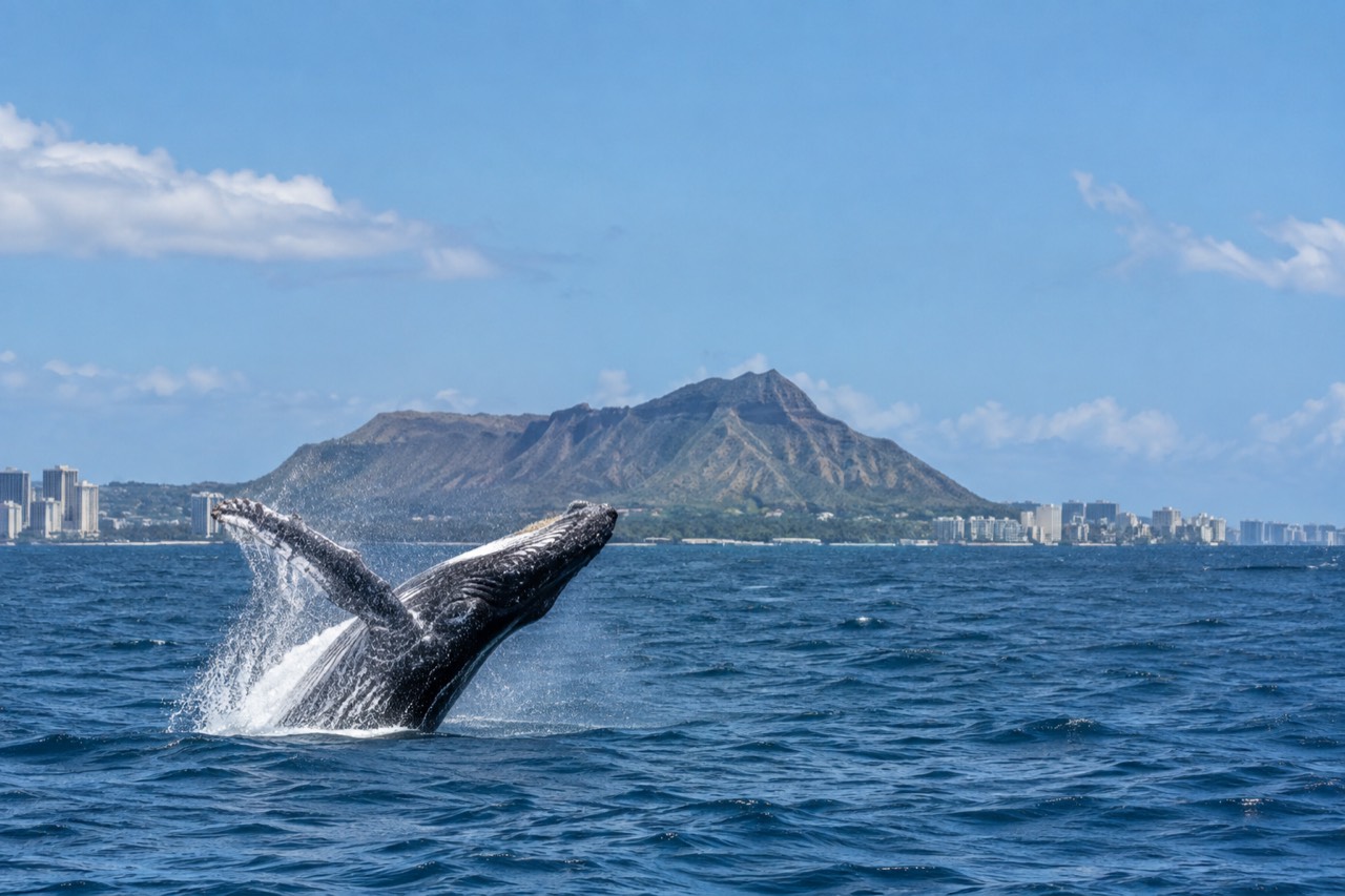 A humpback whale breaching in open water off the south shore of Oahu with Diamond Head in the far distance