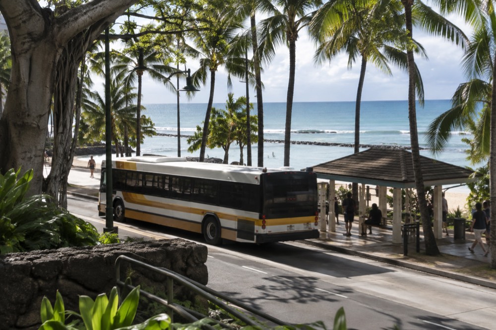 A Honolulu city bus at a shaded stop with palm trees overhead